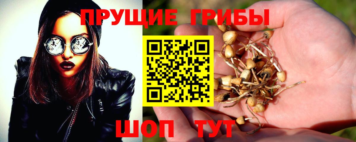 Белгород  Псилоцибиновые грибы Cubensis  Вход с VPN  Галлюциногенные грибы Cubensis 